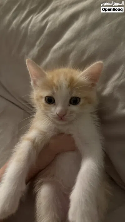 kittens for sale 4