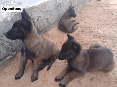 3 جرواي مينوا دكور جزاريات 2