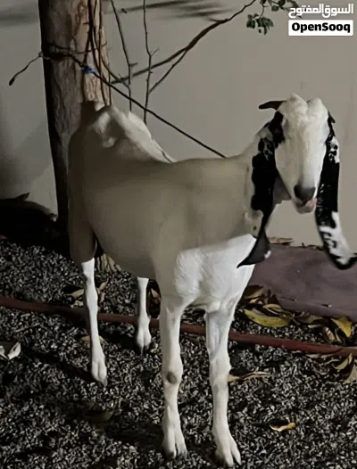 للبيع شاه باكستنيه 2