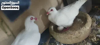 بعد الصلاة على النبي يوجد 9 جواز صلاة نبي عليهم شغالات ومكفولات كلو تحتو بيض البيع كوم أو قطع 2