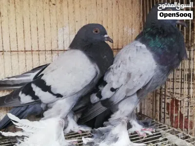 حمام نفاخ ابو ماريون ذكور للبيع فقط ما شاء الله بدون تهجين انتاج معي شوف الاعلان واختار الصورة . 4
