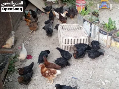 اقرأ المزيد 2