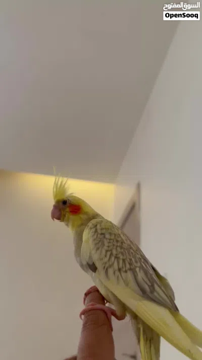 كوكتيل مروض 3