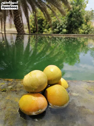 مانجو زعفراني عماني 4
