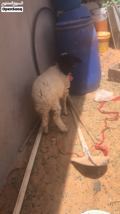 السلام عليكم خروف ربي يبارك عمره من 3لي 4شهور خروف مشالله 4