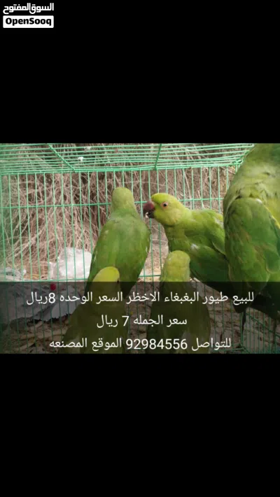 للبيع طيور الدره الهندي بغبغاء الاخظر 2