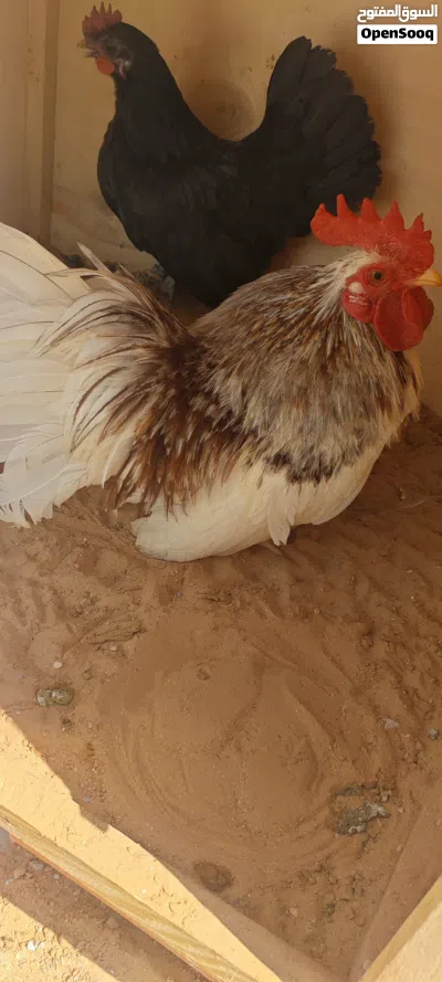 كوبية كيني لاقوة الا بالله 2