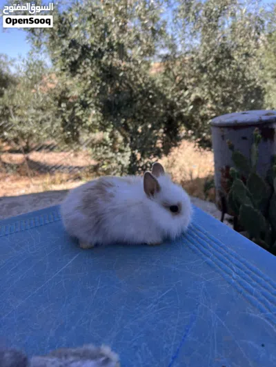 ارانب زينه مقزم وانجوارا 4
