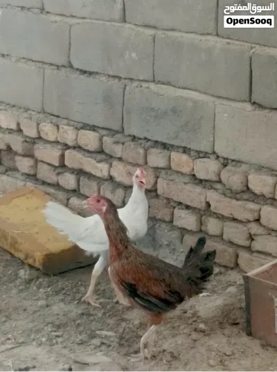 سلام عليكم دجاج عرب للبيع ديوجه ثنين ودجاجه ديج كويتي ودجاجه عربيه دجاج فول صحه اي مرض مابيهن 3
