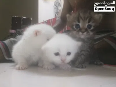 persian cat for sale 2