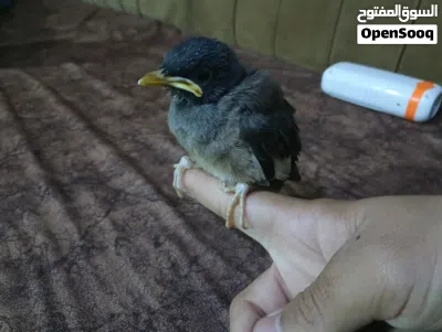 مينا صغيره الي يريدها يتواصل واتساب 3