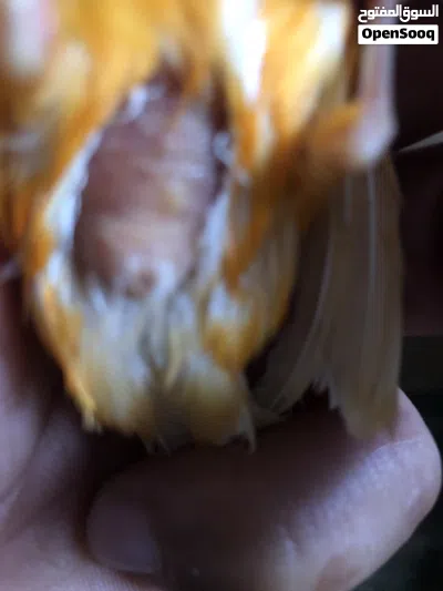طيره حمره جاهزه 2