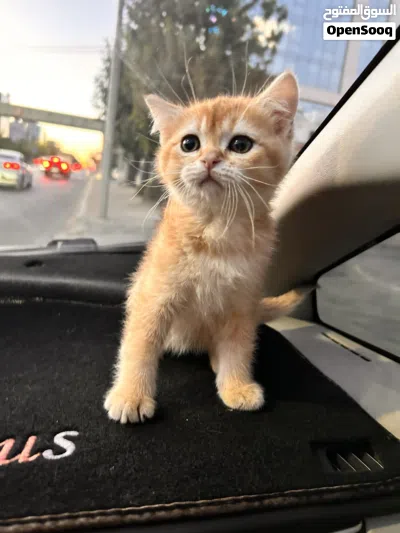 كيتن سكوتش فولد 3