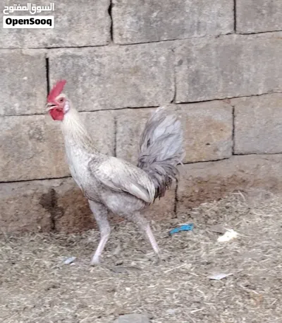 ديج كويتي كريمي ملقح 2