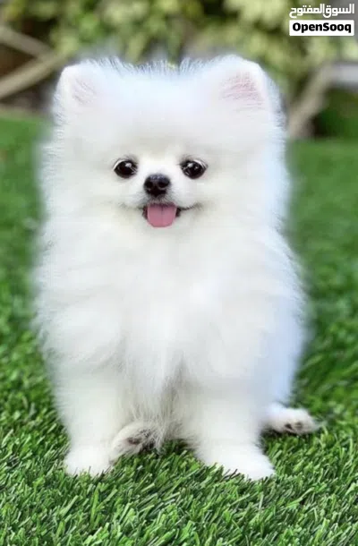 Dogs for sale 3