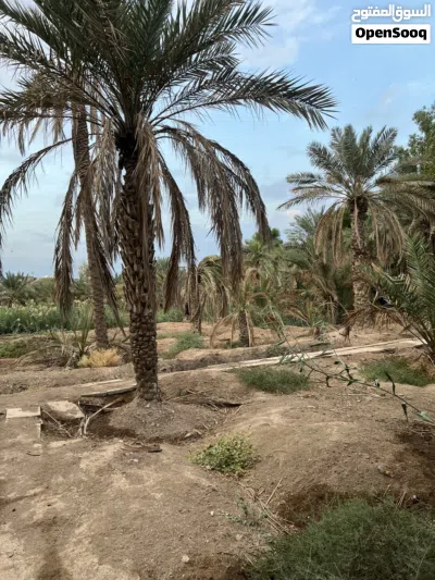 الدار للبيع مع بستان 2