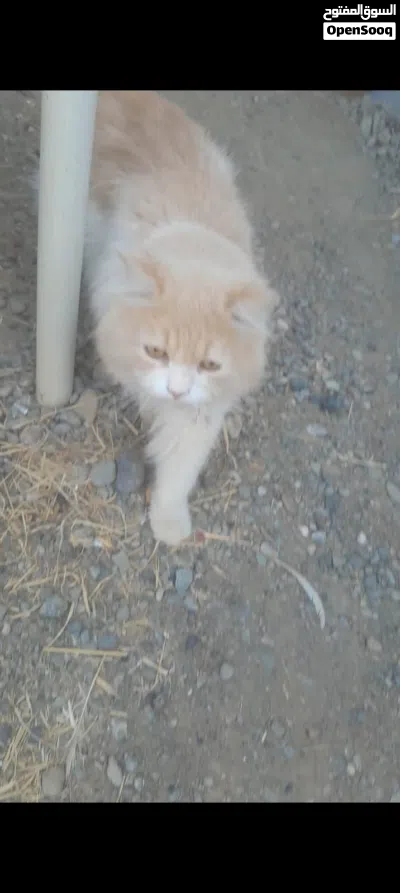 للبيع قطط شيرزيه 2