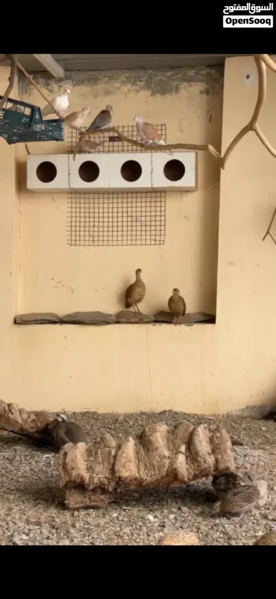 صفارد باكستانيه الوصف 2