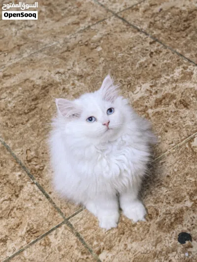قط دول بيرشن doll Persian 3