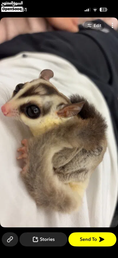 شوقر غلايدر sugar glider 3