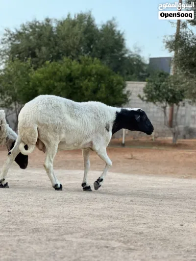 نعجه متاومه ربي يبارك تحتها زوز خرفان 3