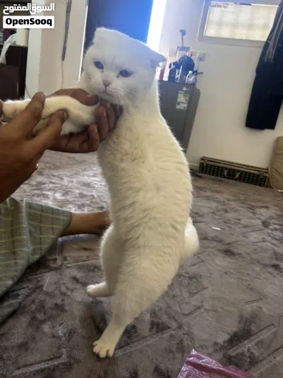 قط جميل هادي اليف ام وابنها 3