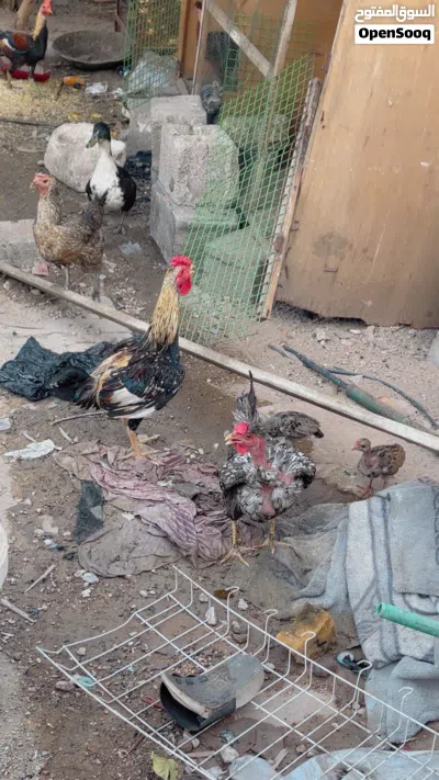 دجاج عرب وابو ركيبه 2