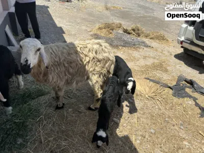 جاعده نجدي تحتها كبش و حملة للبيع 3