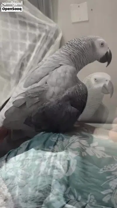 للبيع كاسكو اليف جدا 2