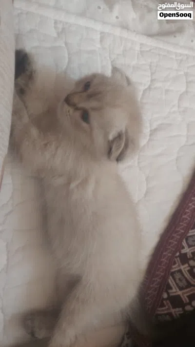 قطط سكوتش فولد مكس شانشيلا 2