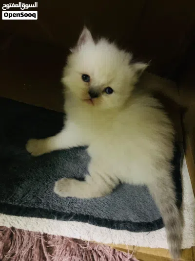 Himalayan and pure persian kitten for sell 2