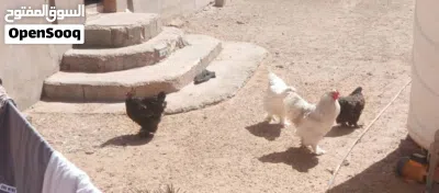 دجاج براهمي 2