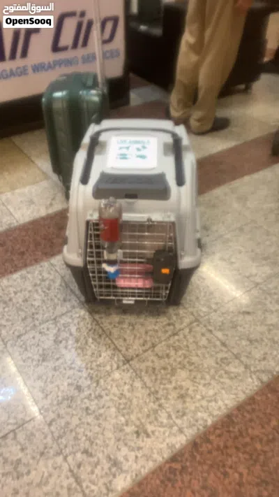 Cat and small dogs crate large IATA approved 4