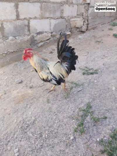 دجاج بلدي ولوهمان 4