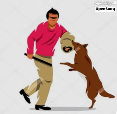 لو كلبك ميسمعش فلكلام ومتعبك او سلوكه سئ هذا مكانك اكاديميه الكلب المثالي متخصصة في تدريب الكلاب 2