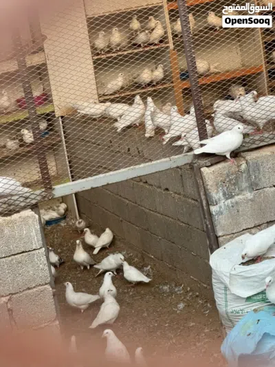 حمام فرنساوي للبيع جمله فقط قريب 400 طرف البيع لأكبر سعر إقرأ الوصف 2