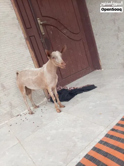تيس محلي ممتاز إنتاج حلو 4