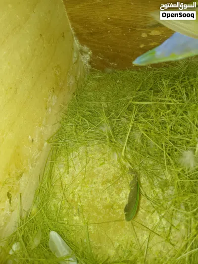 للبيع زوج روز (Lovebird) جاهز للإنتاج 4