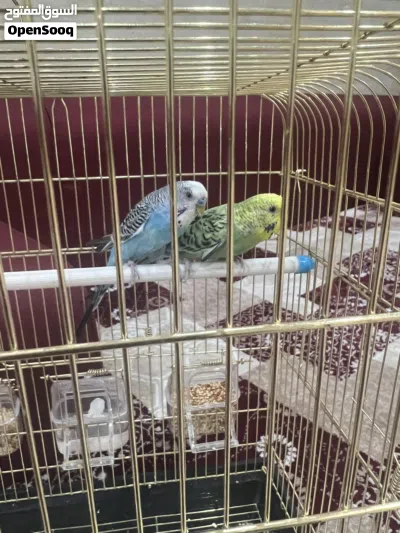 طيور بادجي 4