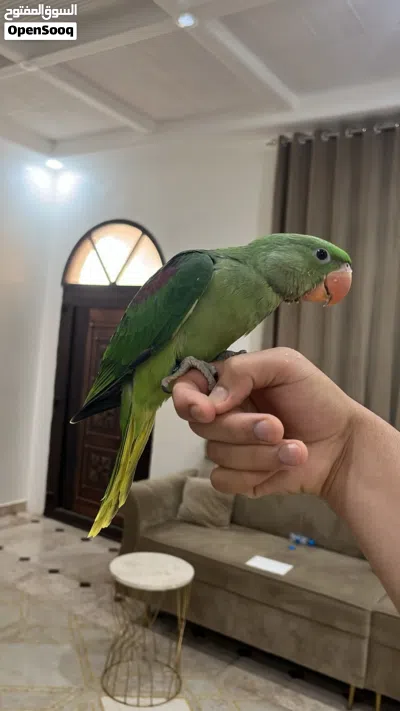 ببغاء نيبالي سوبرررر جانبو الحجم الكبير 2