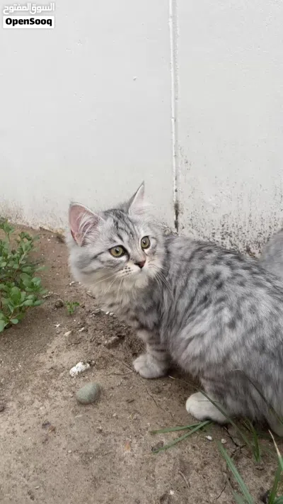 قطه كيوت للبيع بسعر مناسب 3