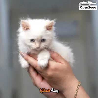 قطط تربيه منزليه جميع الأنواع ..مع جميع المطاعيم..وجواز السفر ومايكروشيب..ومتوفر جراء منزليه 2