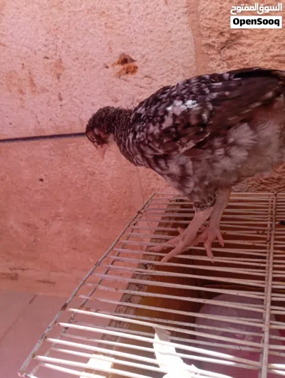 دجاج بلدي للبيع بسعر رائع 3
