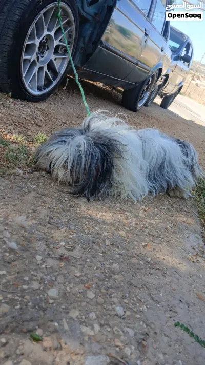 ذكر عمرو سنه وشهرين الكلب بجنن لوعب للبيع 2