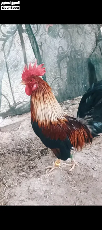 ديج اشكر اصلي كويتي قح من مهات طيبه شرط شد 4