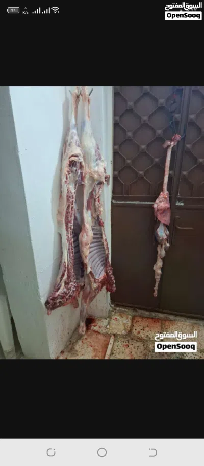 لحام متنقل لذبح الأغنام في المنازل 4