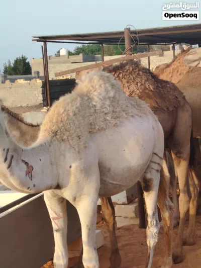 قعدان للبيع 4