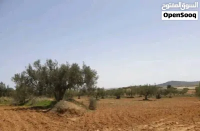 150 هكتار للبيع في ولاية زغوان 3
