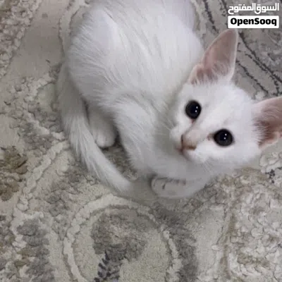 قط صغير ابيض للبيع 2