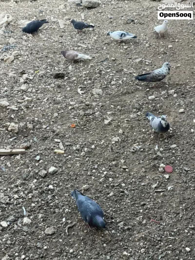 حمام للبيع 2